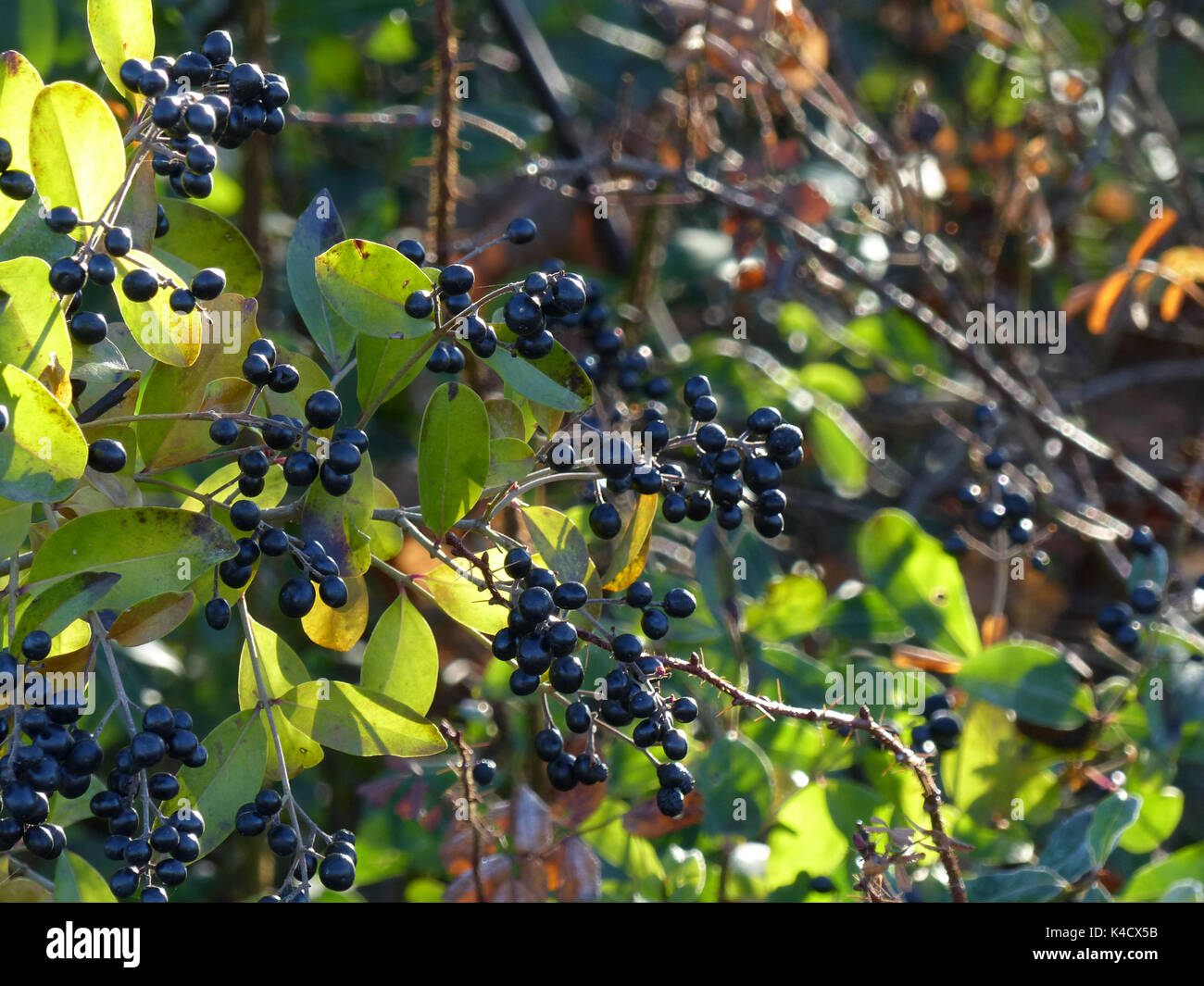 Privet berry hi-res stock photography and images - Alamy