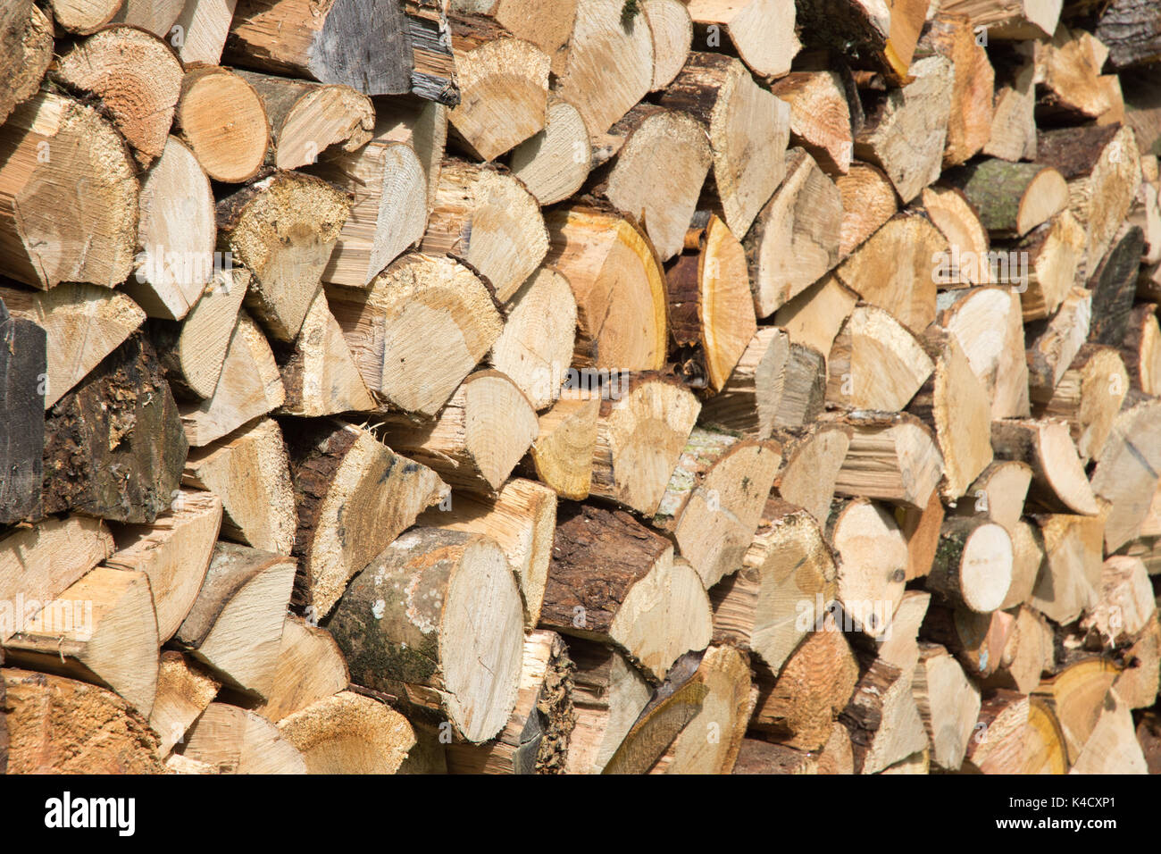 Logwood tree hi-res stock photography and images - Alamy