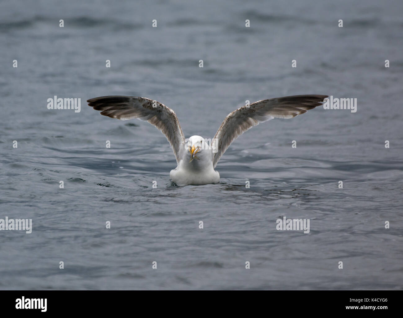 Gull with very large fish hires stock photography and images Alamy