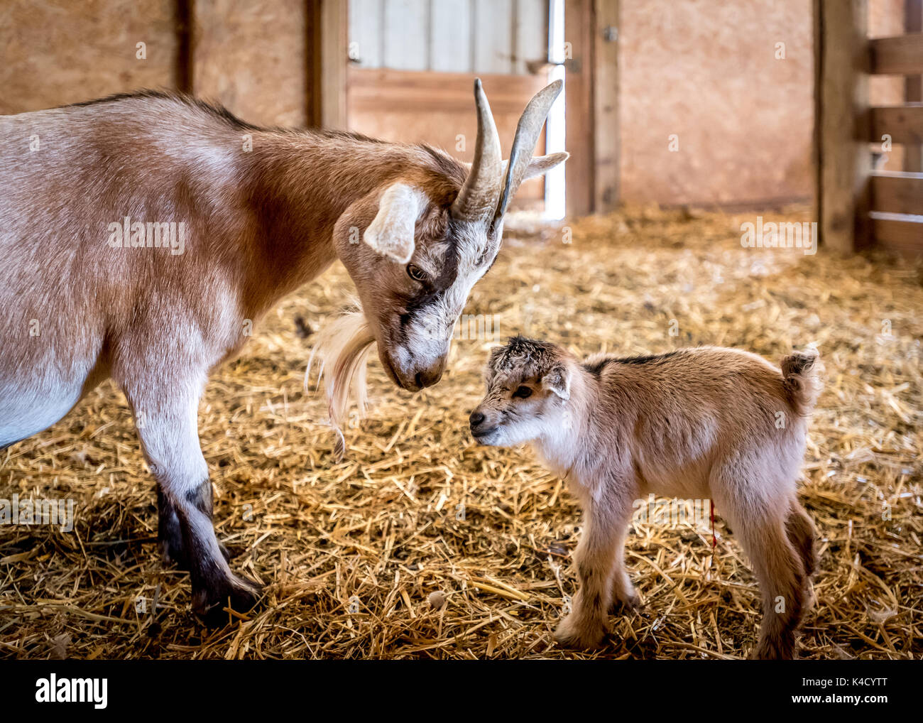 A loving look from mother nanny goat to newborn baby goat, umbilical cord still visible, taking first steps in barn in Oregon's Willamette Valley. Stock Photo