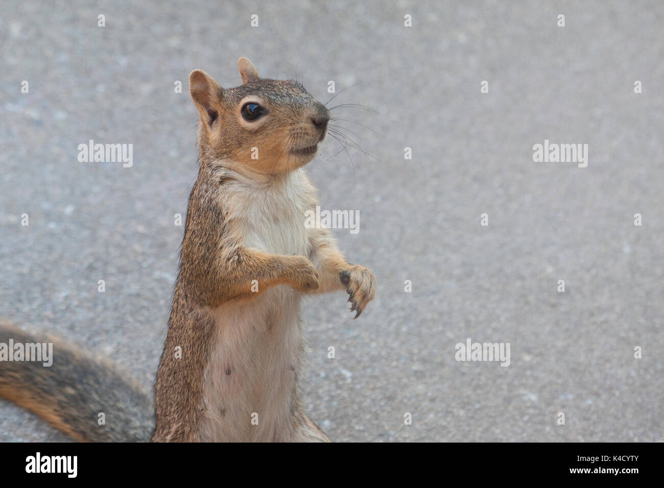 Closeup of a squirrel Stock Photo
