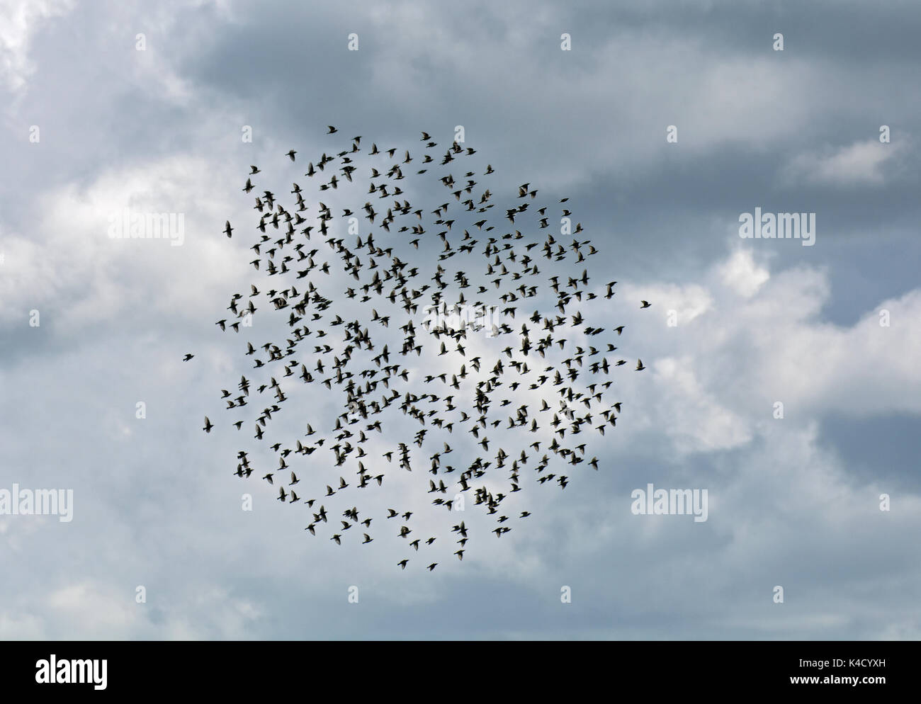 Starling, Sturnus vulgaris, in flight, Knott End, Morecambe Bay, Lancashire, UK Stock Photo