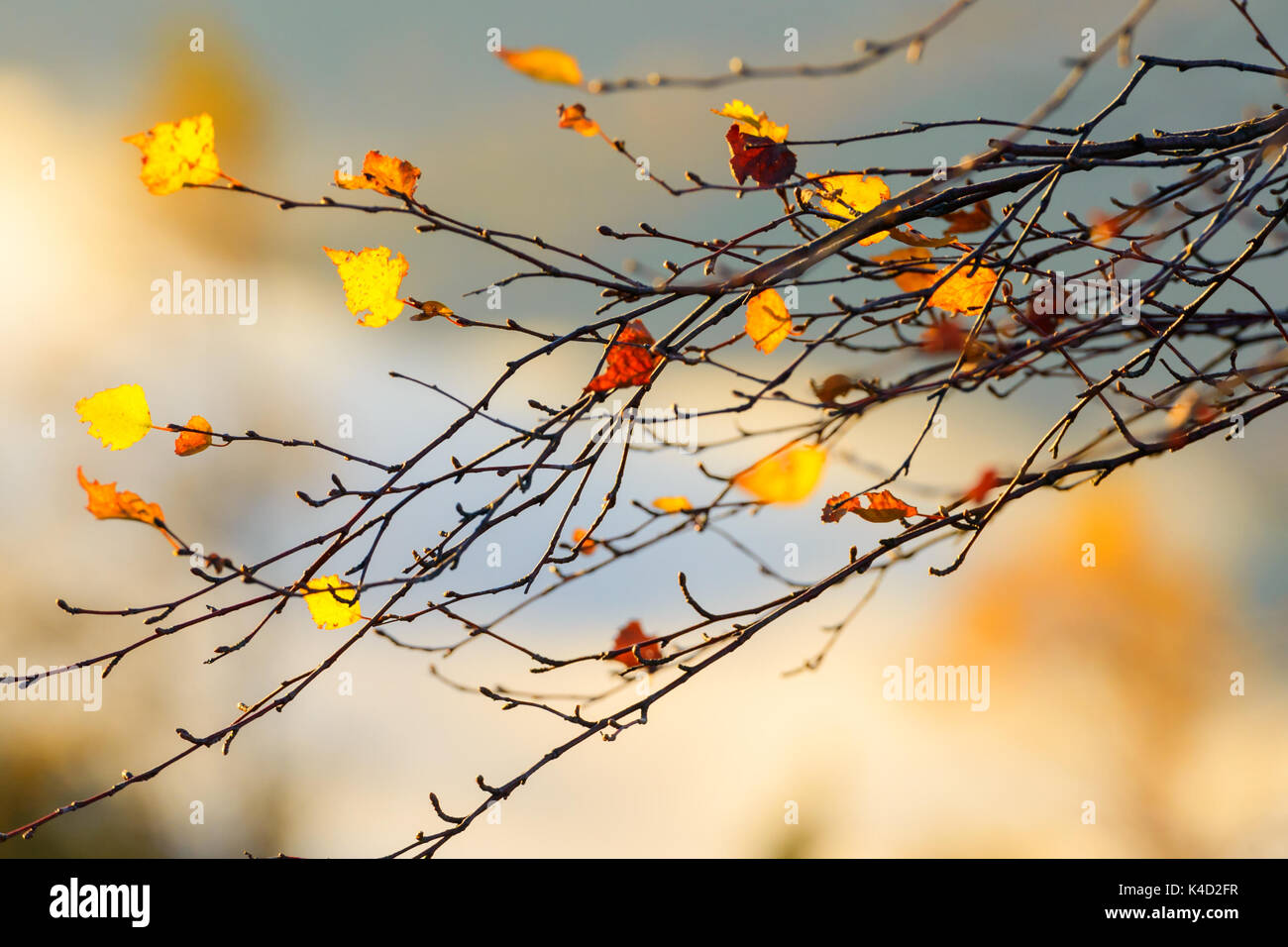 Autumn leaves in forest closeup Stock Photo