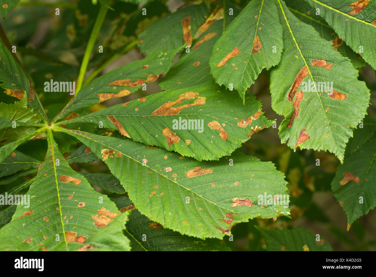 Horse Chestnut Leaf miner (Cameraria ohridella) larvae and mines in Horse Chestnut leaf Stock Photo
