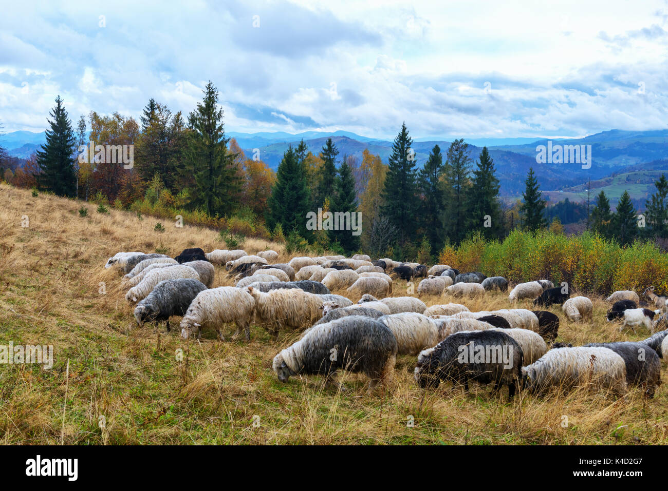 Herd of sheeps in autumn mountains. Stock Photo