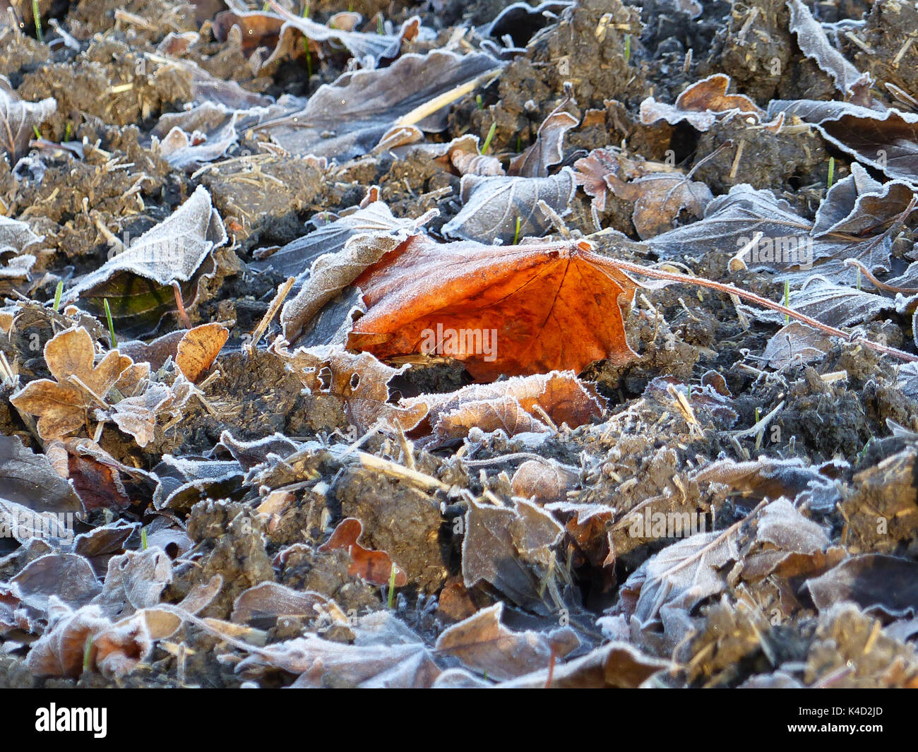 Coloured Maple Leaf High Resolution Stock Photography and Images - Alamy