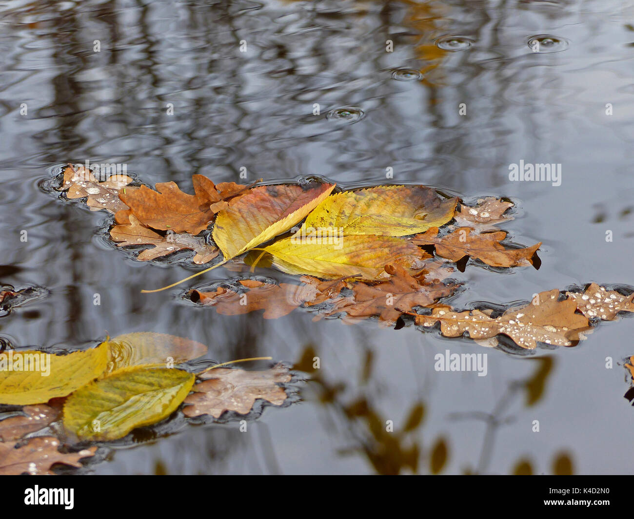 Autumn Leaves Floating On Water Surface Stock Photo - Alamy