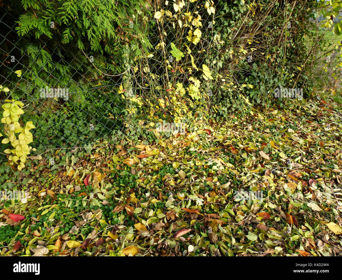 Nature Still Shows Itself From Its Colorful Side, Colorful Autumn Leaves Lying On The Ground Stock Photo