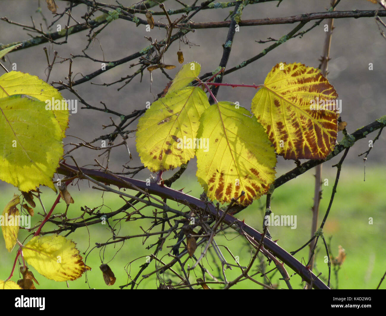 Nature Still Shows Itself From Its Colorful Side, Colorful Autumn Leaves Stock Photo