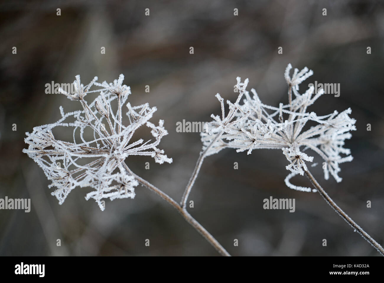 Faded Umbellifers Covered With Frost Stock Photo