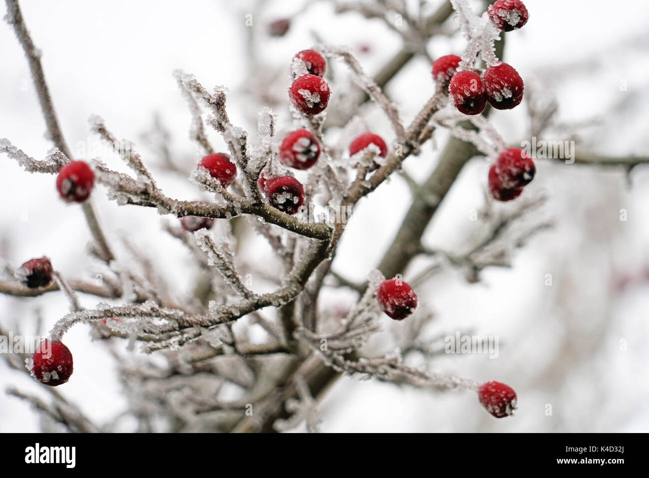 Frost On The Red Berries Of Hawthorn Crataegus Pedicellata Stock Photo