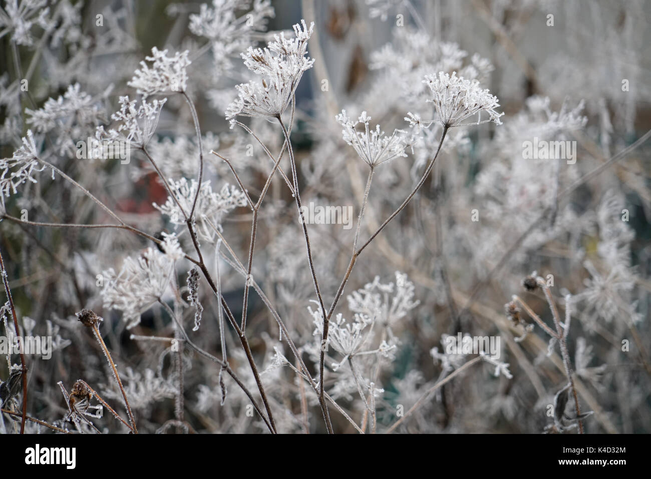 Faded Umbellifers Covered With Frost Stock Photo