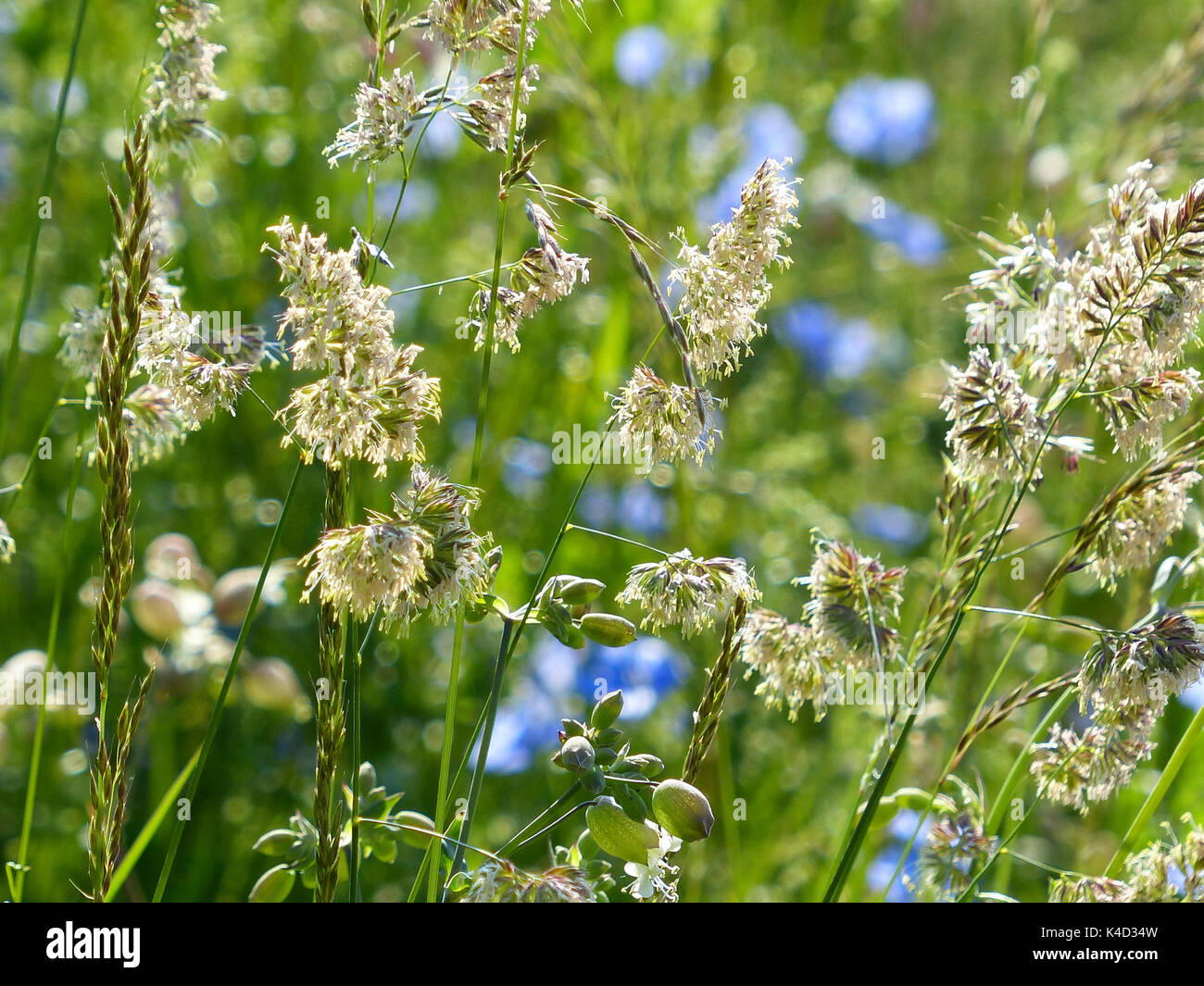 Nice Grasses On A Meadow, Cocksfoot Dactylis Glomerata And Perennial Ryegrass Lolium Perenne Stock Photo