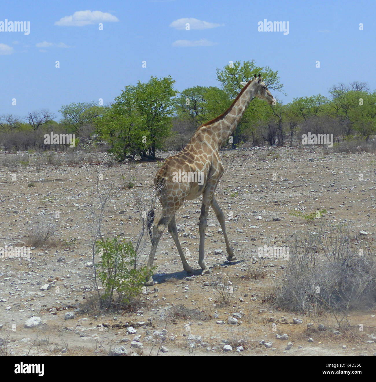 Giraffe In The Wild Stock Photo