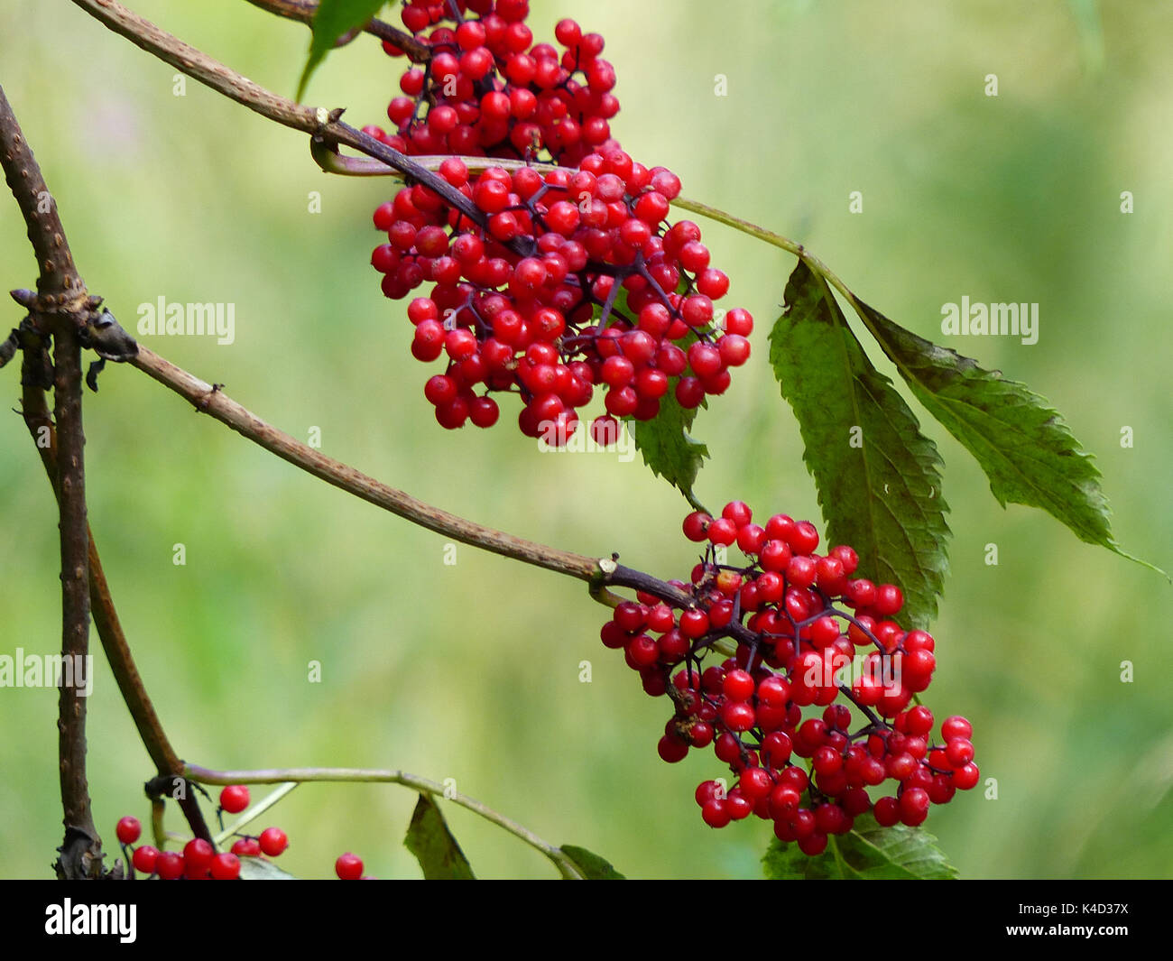 Red Berry Umbels In Black Moor, Rhoen Stock Photo
