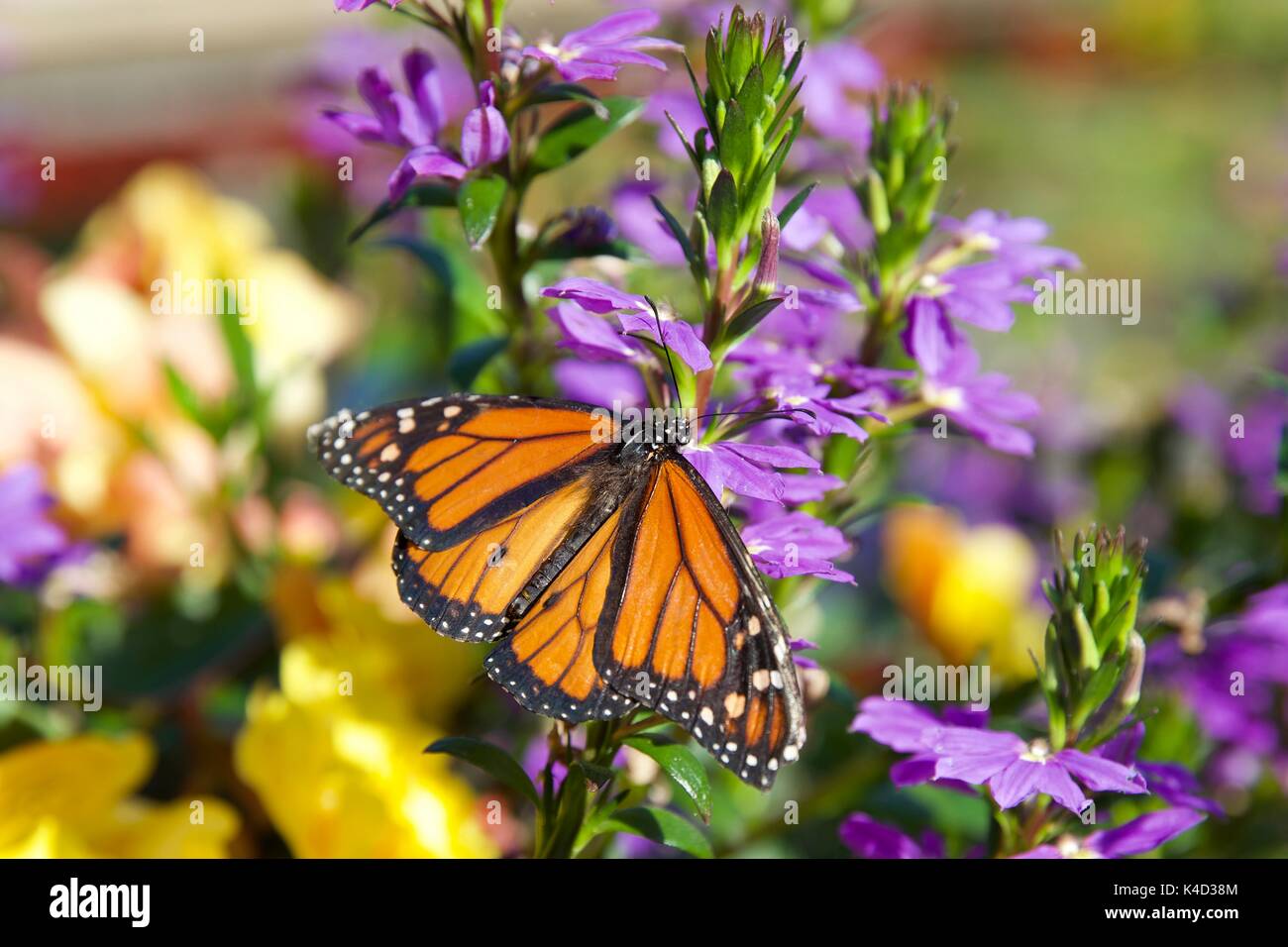 Monarch butterfly (Danaus plexippus) resting on a flower in the ...