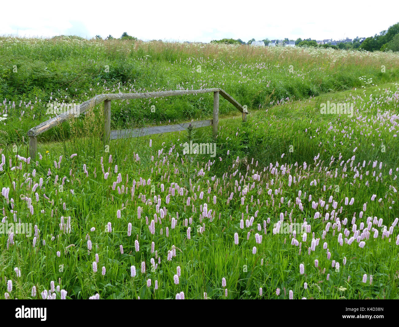 Marsh Area With Meadow Bistort Polygonum Bistorta L., Old Wooden Guardrail Stock Photo