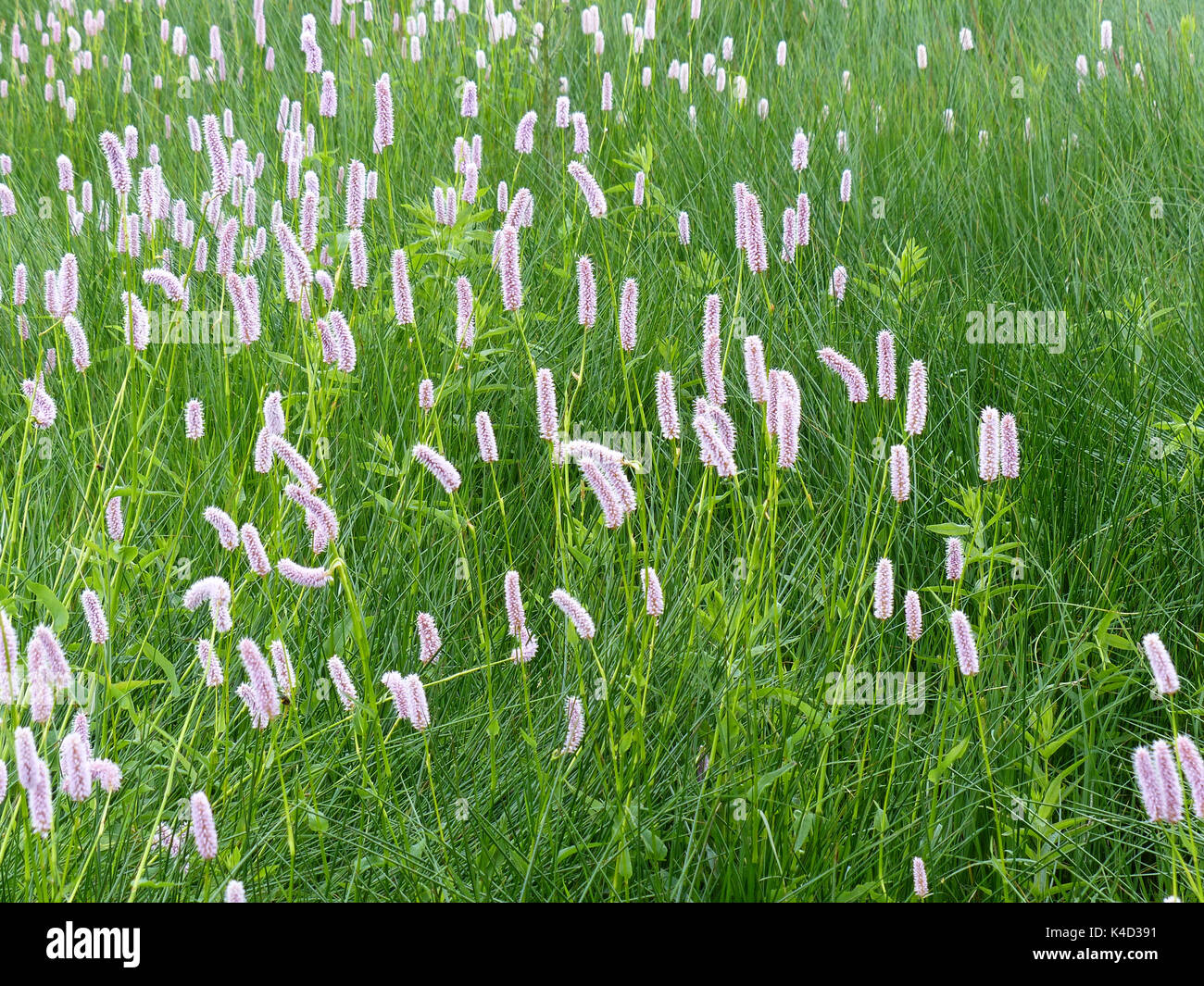 Marsh Area With Meadow Bistort Polygonum Bistorta L. Stock Photo