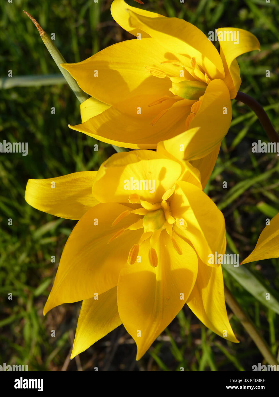 Wild tulips hi-res stock photography and images - Alamy
