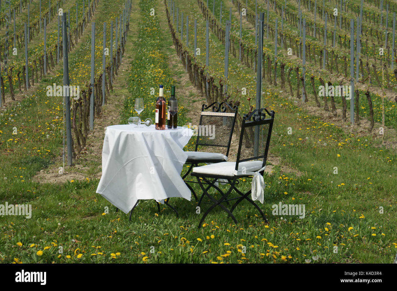 Table With Bottles Of Wine On It In A Vineyard, Picknick In A Vineyard Stock Photo