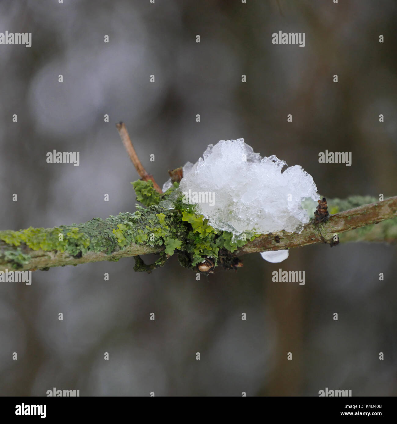 Snow lichens hi-res stock photography and images - Alamy