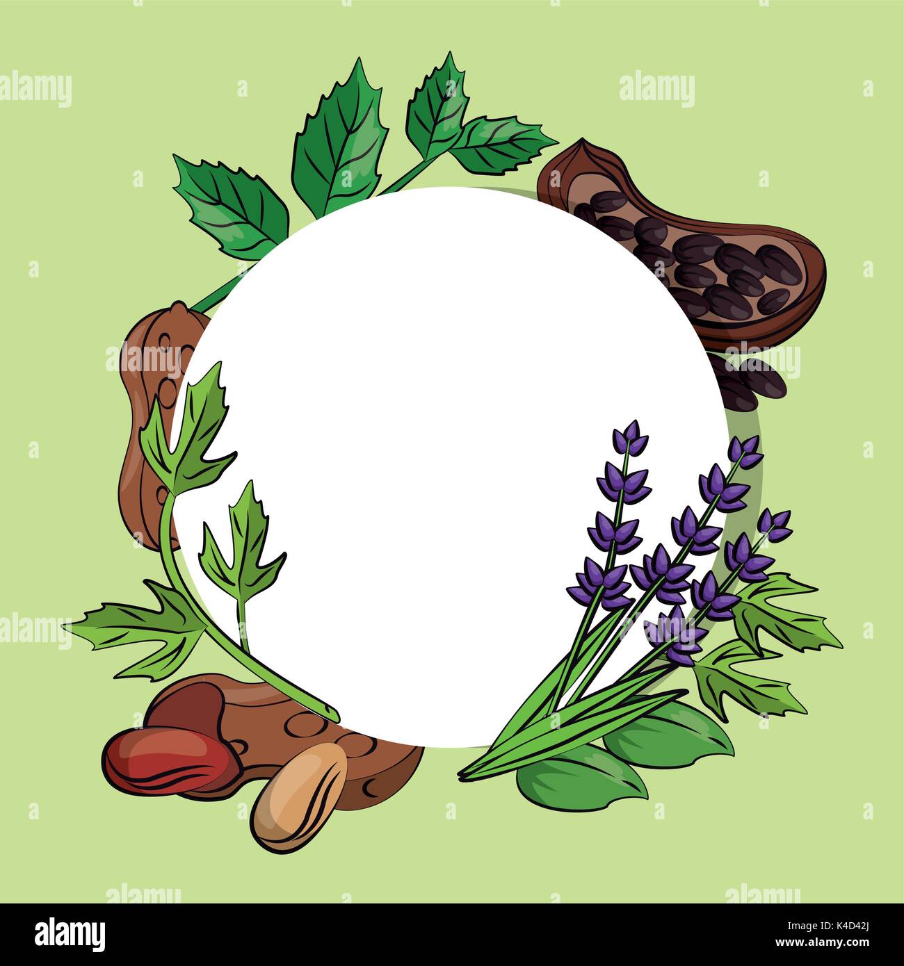 Botany herbs and spices Stock Vector Image & Art - Alamy