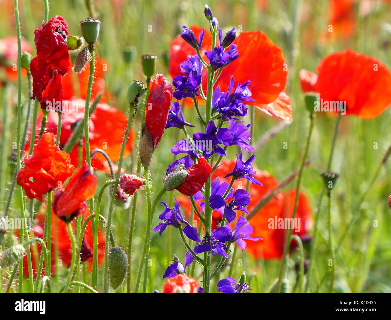 Corn Poppies And Vetchlings, Flower Meadow Stock Photo