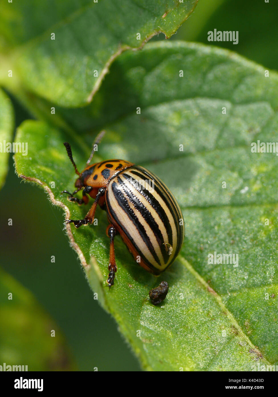 Potato bug hires stock photography and images Alamy