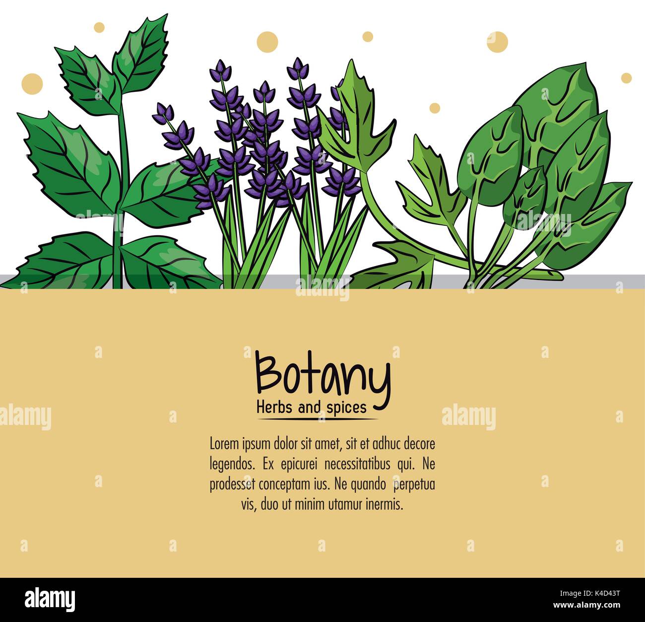 Botany herbs and spices Stock Vector Image & Art - Alamy