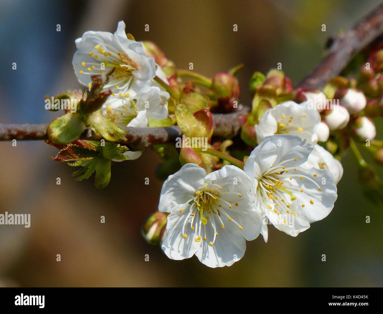 Blooming Cherry Tree, Flower Branch Stock Photo