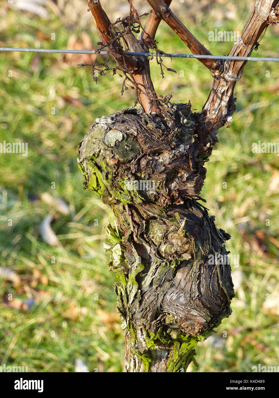 Vine like plants hi-res stock photography and images - Alamy