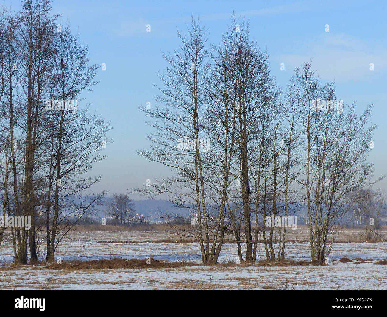 A Group Of Trees In Ampermoss, River Valley Fen Near Ammersee In Upper Bavaria Stock Photo