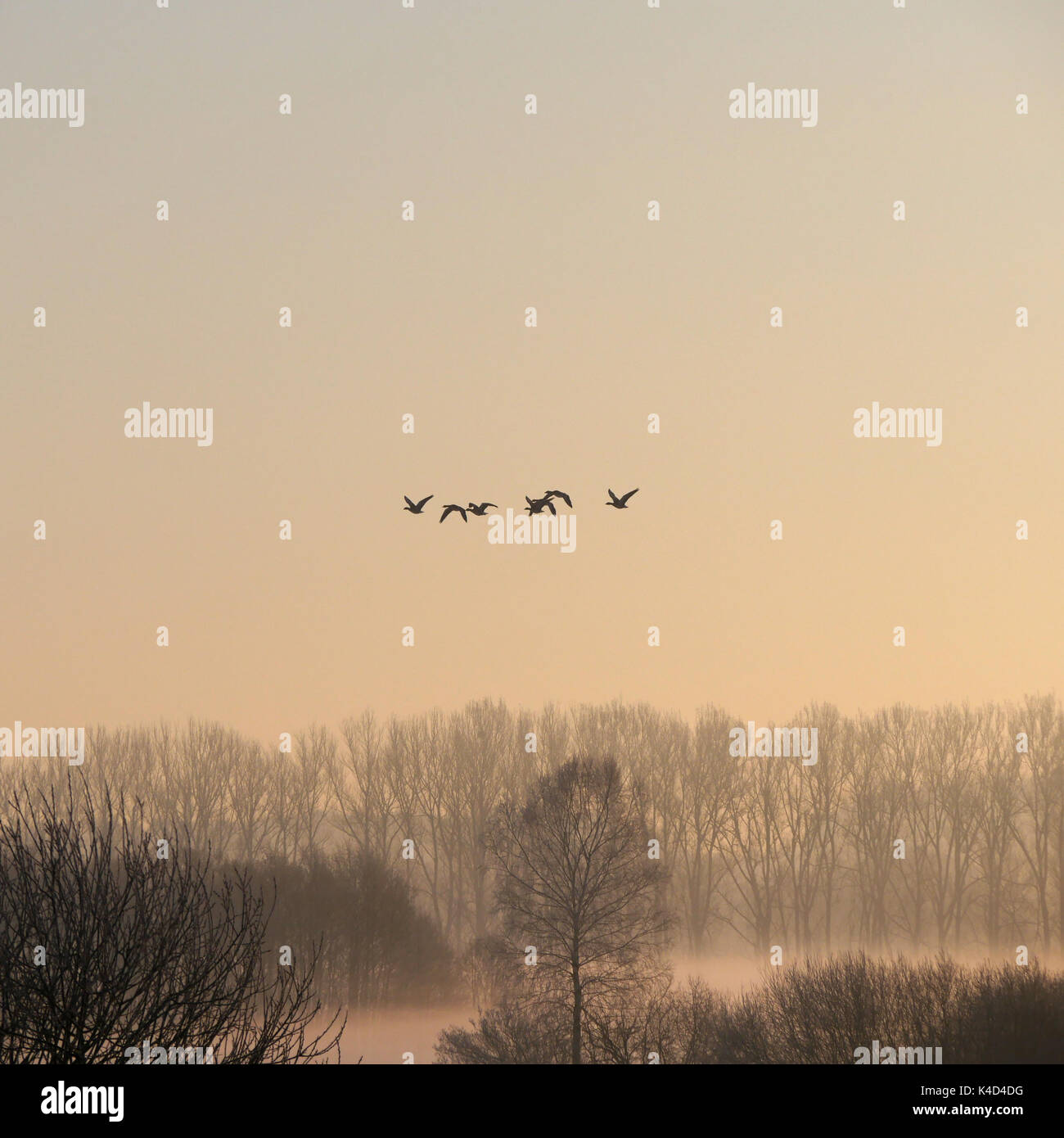 Wild Ducks Flying Over Ampermoss, River Valley Fen Near The Ammersee In Upper Bavaria Stock Photo