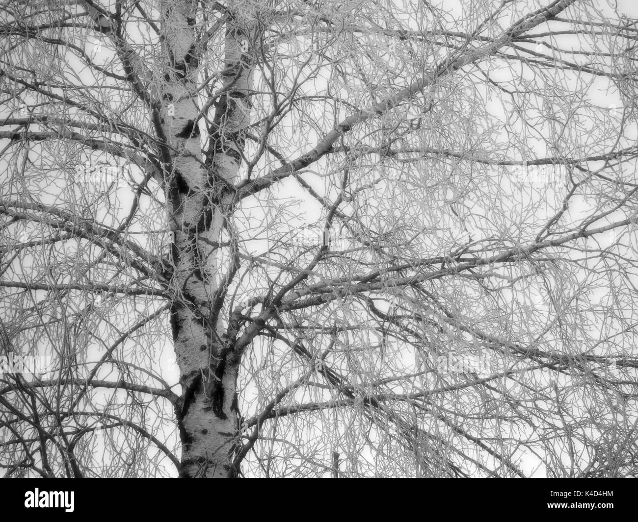 Birch detail Black and White Stock Photos & Images Alamy