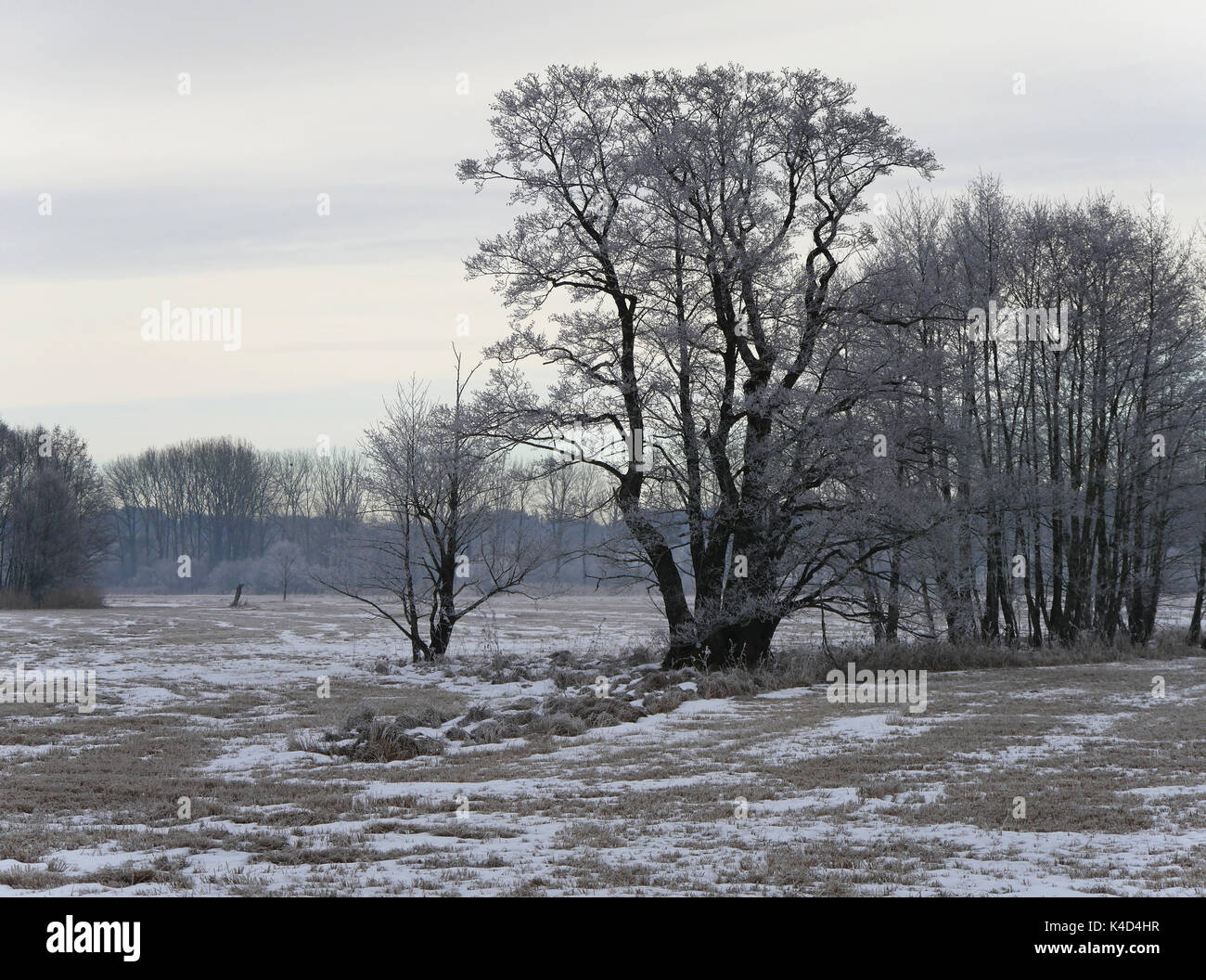 Winter Landscape With A Group Of Trees In Ampermoss, River Valley Fen Near Ammersee In Upper Bavaria Stock Photo
