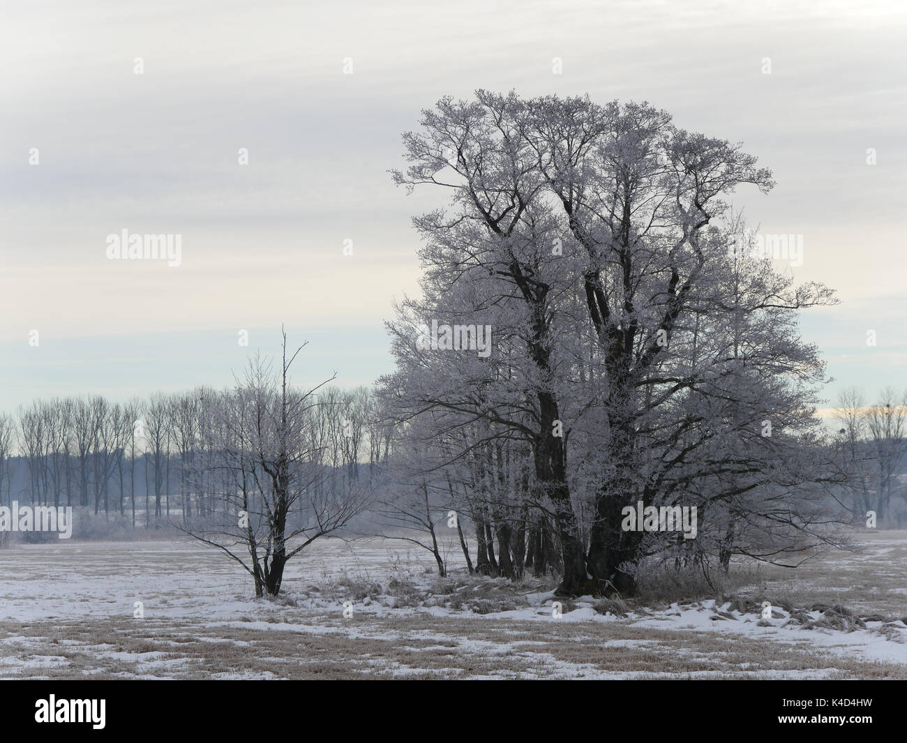 Winter Landscape With A Group Of Trees In Ampermoss, River Valley Fen Near Ammersee In Upper Bavaria Stock Photo