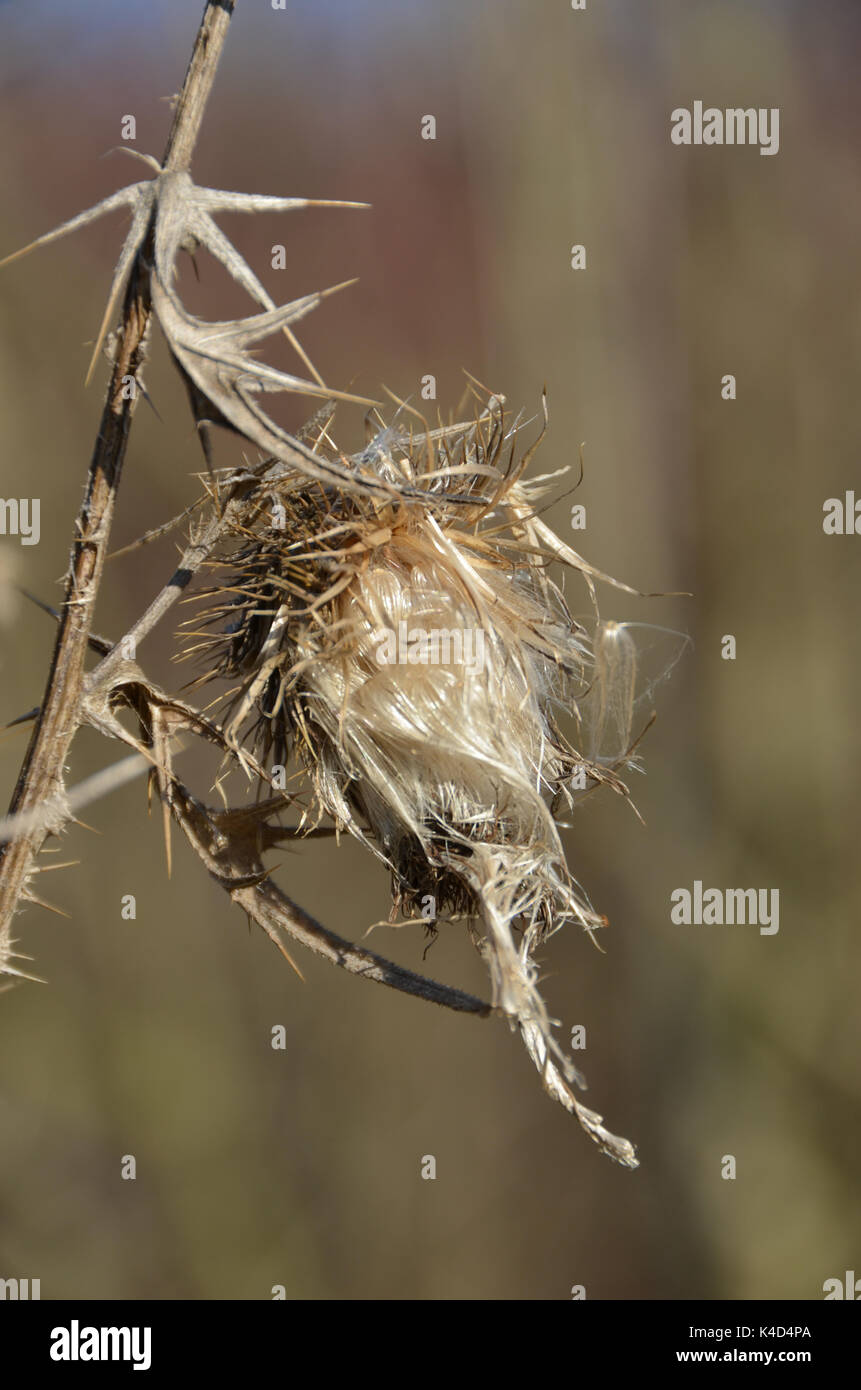 Withered Thistles, Fluffy Cottony Seed Heads Stock Photo - Alamy