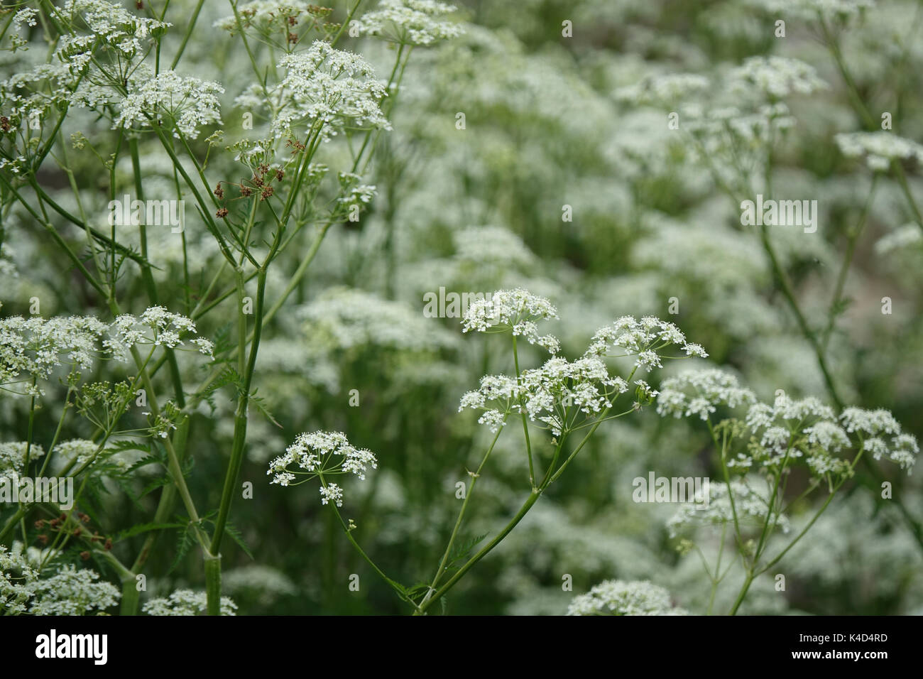 White Blooming Umbellifers Stock Photo