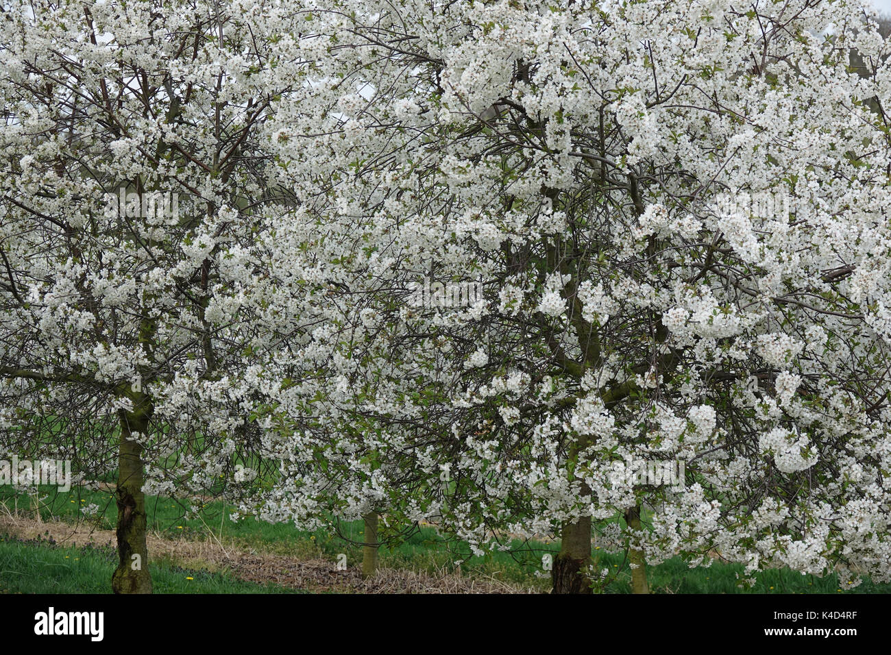 Blooming Cherry Trees, Morello Cherry Blossoms Stock Photo