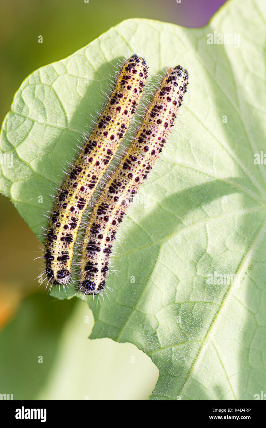 Macro of caterpillars of a cabbage butterfly Stock Photo - Alamy