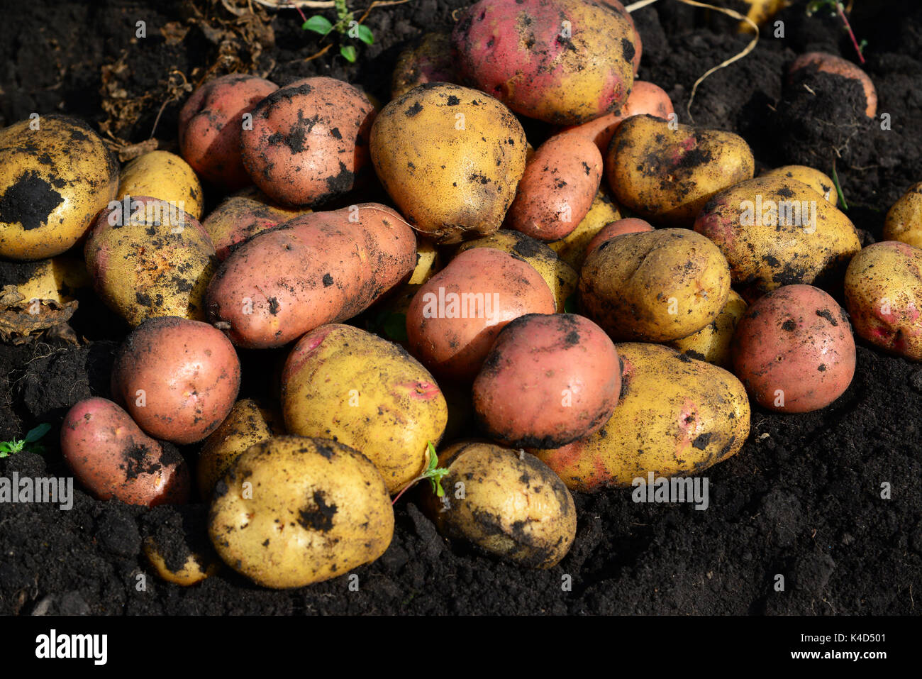 Potatoes of different varieties lie on ground Stock Photo