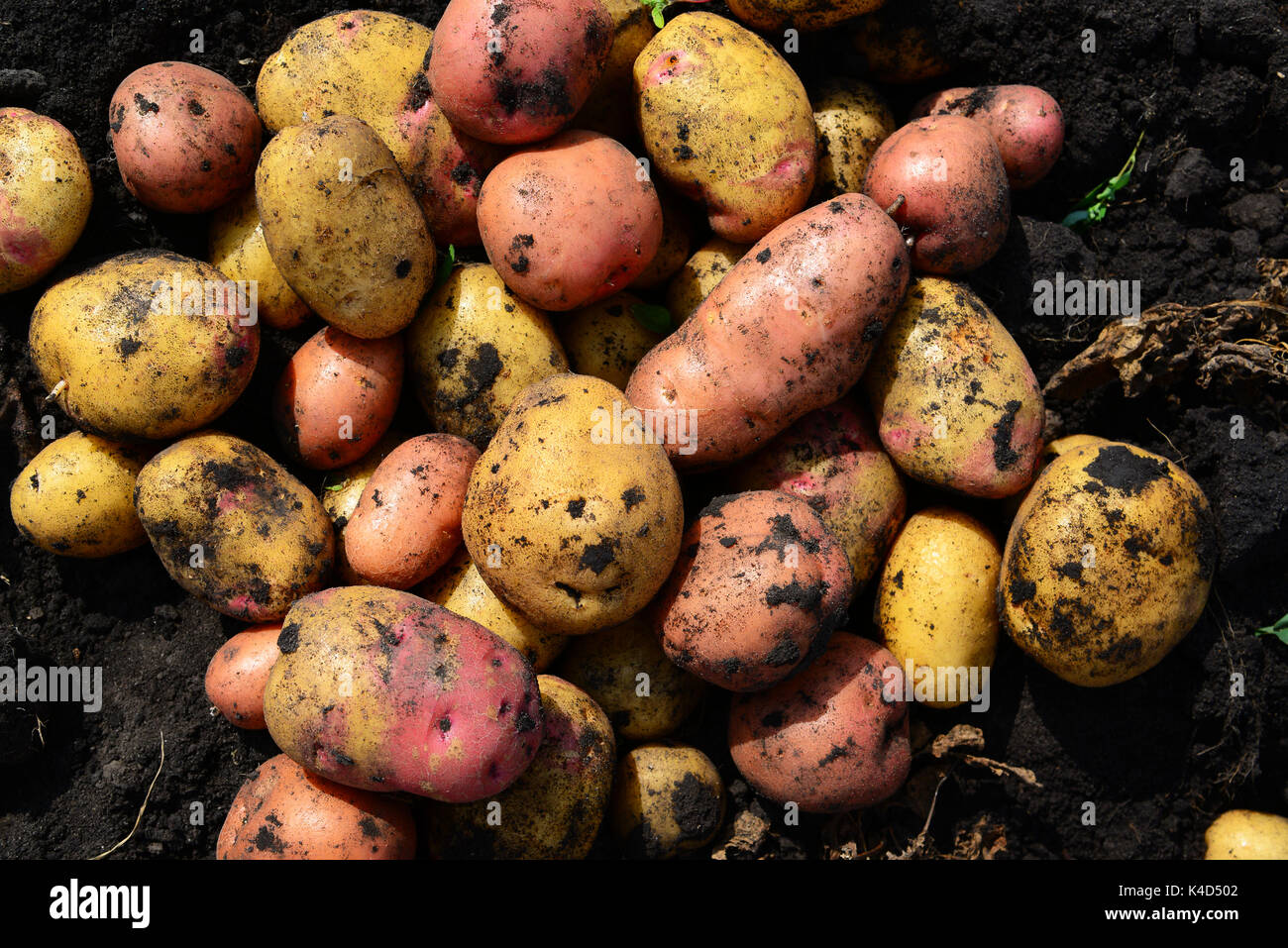 Potatoes of different varieties lie on ground Stock Photo