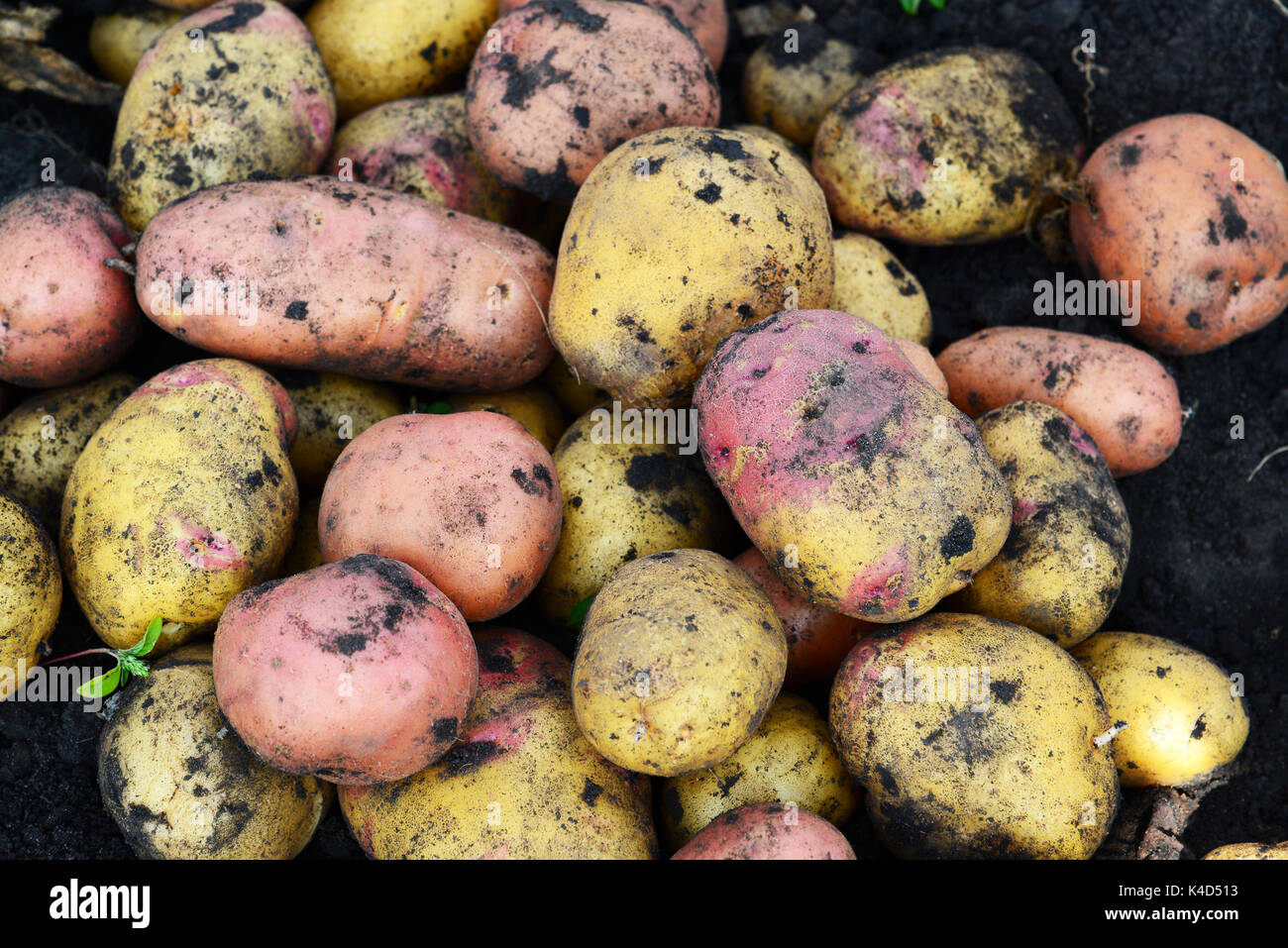 Potatoes of different varieties lie on ground Stock Photo