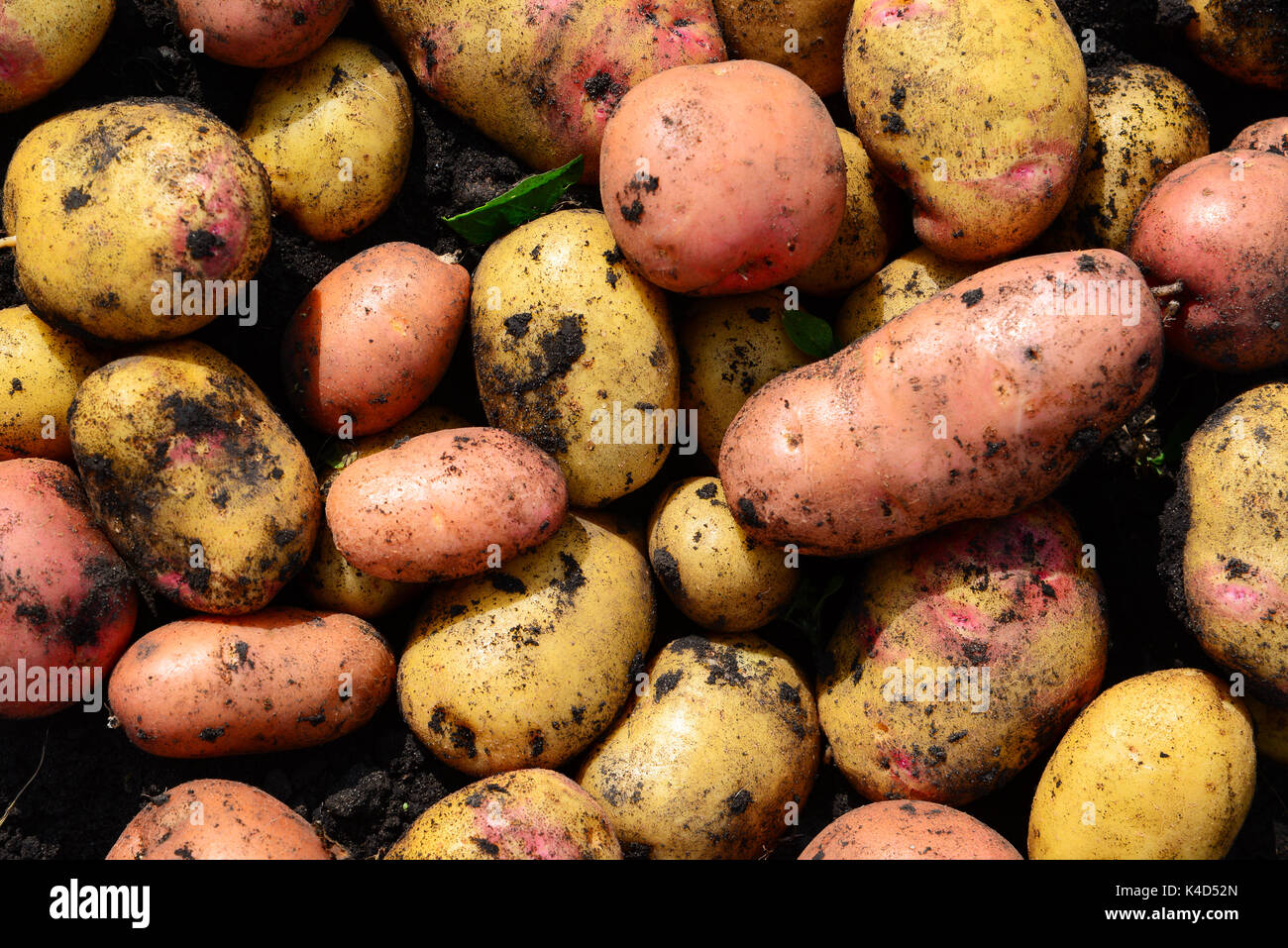 Background of potatoes of different varieties Stock Photo