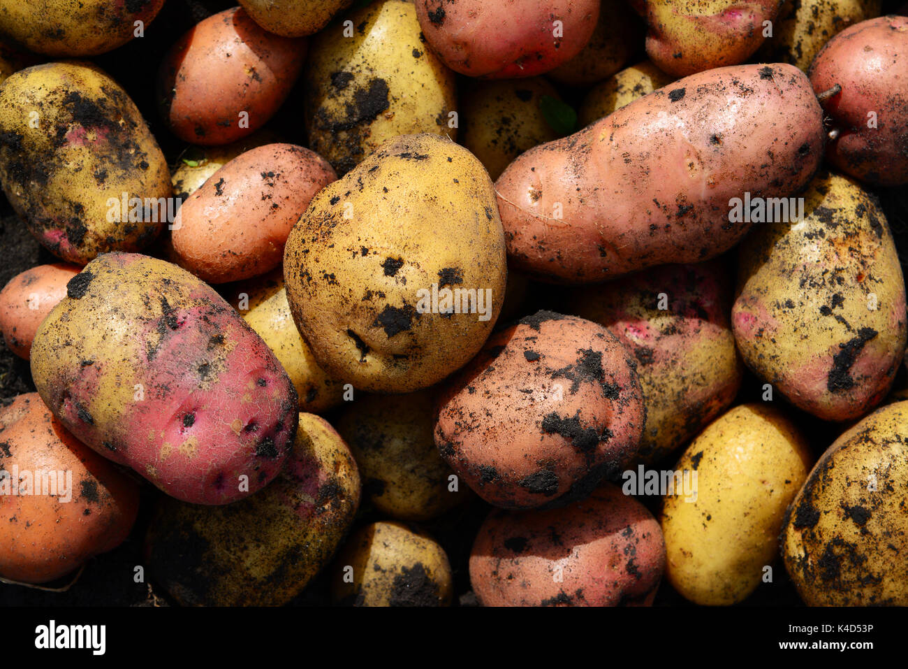 Background of potatoes of different varieties Stock Photo