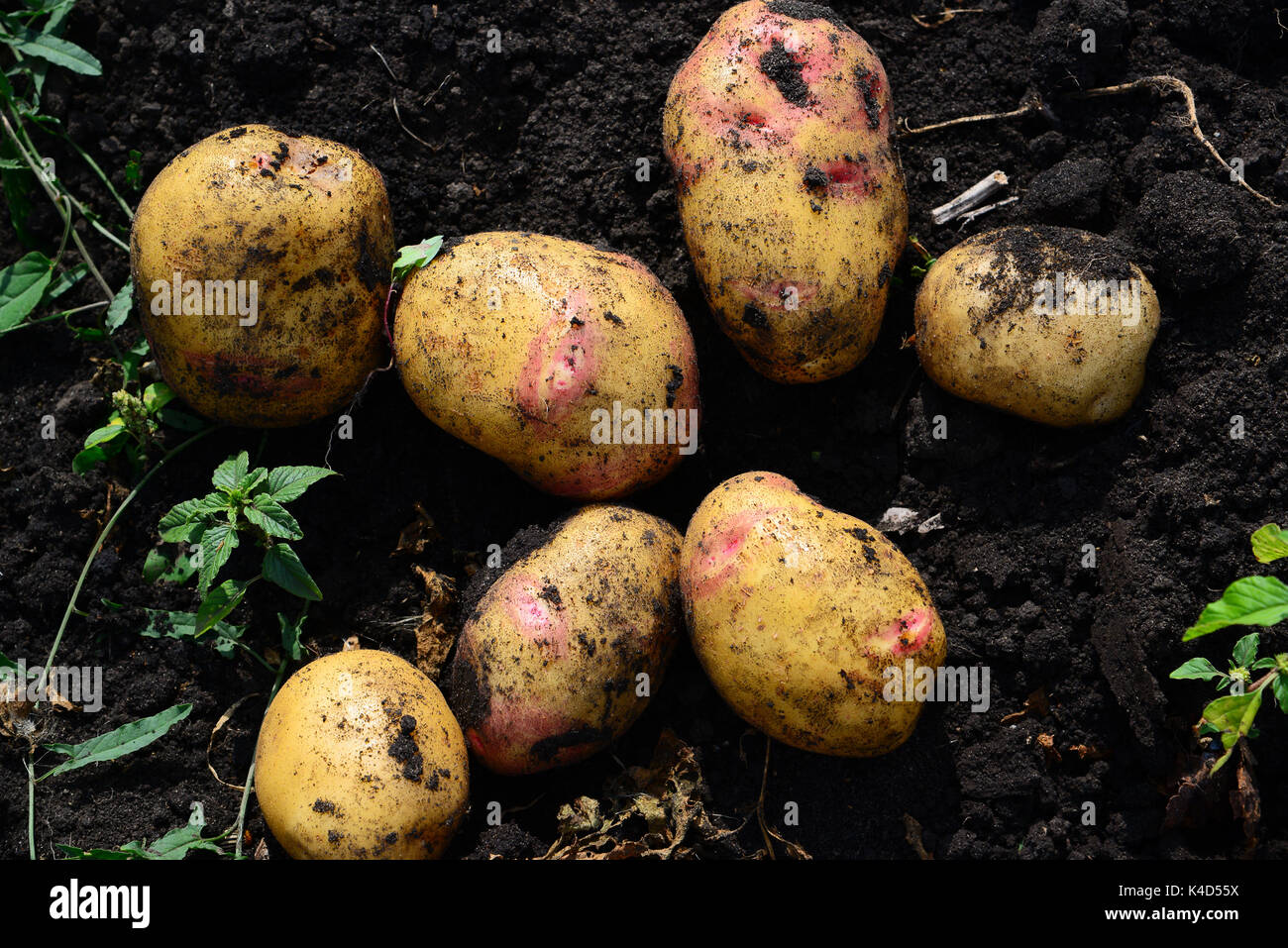 Potatoes of early varieties lie on ground Stock Photo Alamy