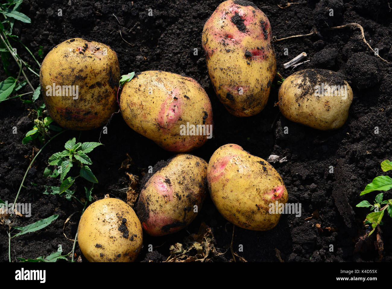 Potatoes of early varieties lie on ground Stock Photo