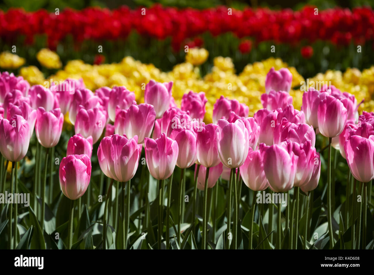 Blooming tulips flowerbed in Keukenhof flower garden, Netherland Stock Photo