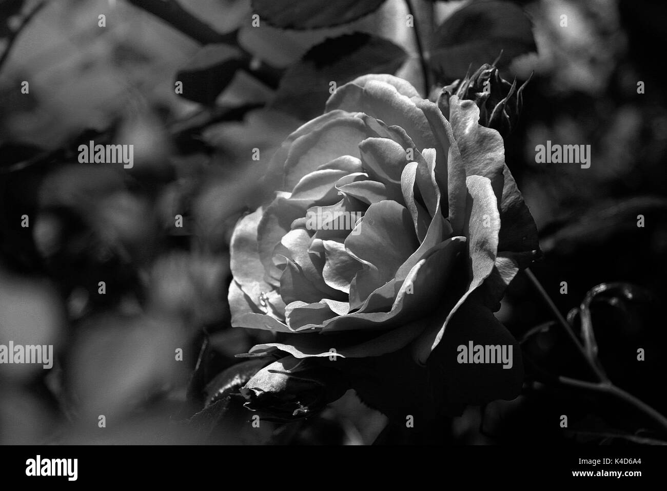 Abstract black and white Rose flower closeup Stock Photo