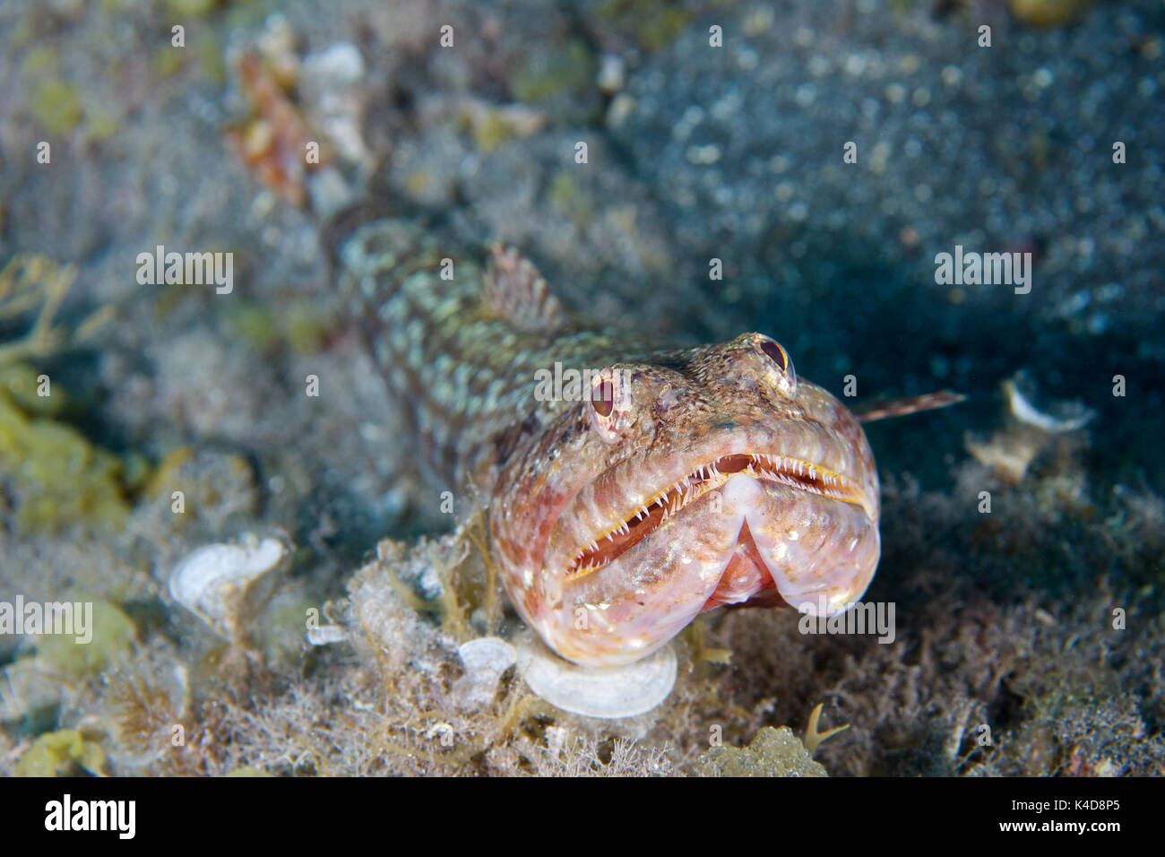 A threatening Atlantic lizardfish (Synodus saurus) at Puerto Naos, La Palma Island (Canary Islands, Spain) Stock Photo